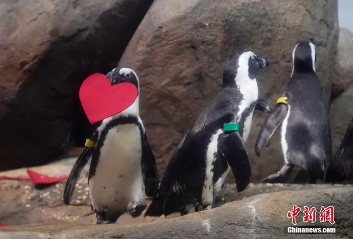 中新社记者 刘关关 摄