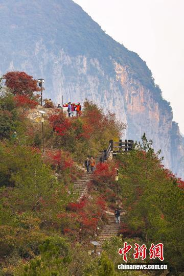 图为长江巫峡神女景区的红叶吸引游客前往参观。中新社记者 周毅 摄