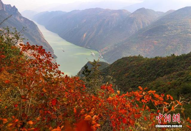图为初冬时节，红叶次第变红扮靓长江巫峡。中新社记者 周毅 摄