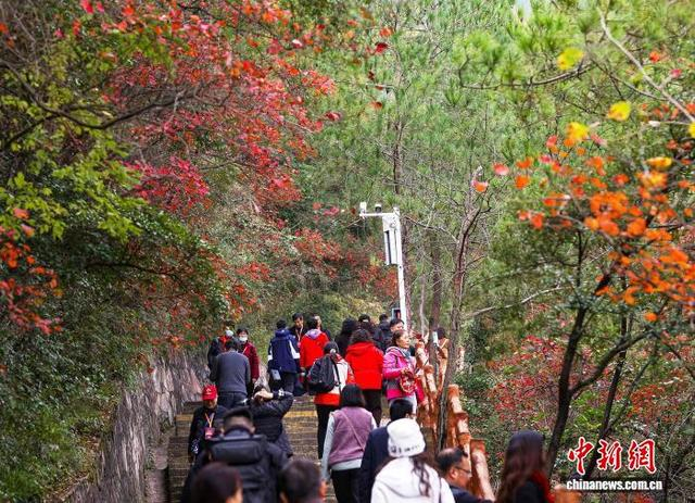 图为长江巫峡神女景区的红叶吸引游客前往参观。中新社记者 周毅 摄