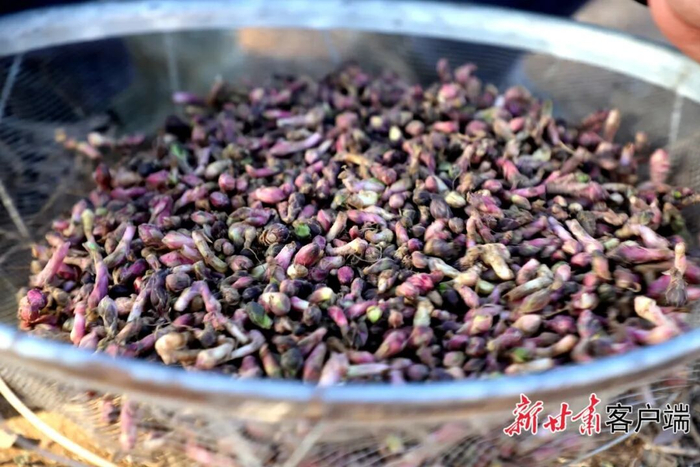 款冬花。图片由清水县委宣传部提供