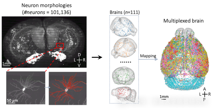 小鼠脑定位怎么固定Nat Neurosci:彭汉川/刘裕峰团队成功绘制出首个基于大规模神经元三维形态的小鼠全脑立体定位图谱_新闻资讯_第2张_活检穿刺产品网 小鼠脑定位怎么固定Nat Neurosci:彭汉川/刘裕峰团队成功绘制出首个基于大规模神经元三维形态的小鼠全脑立体定位图谱_https://www.jmylbn.com_新闻资讯_第2张