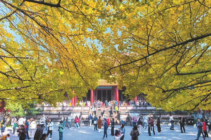     初冬时节，罨画池内银杏翩跹、游人如织。