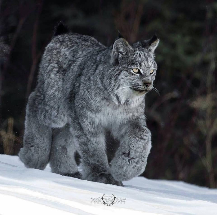 《疯狂动物城2》林雪猁原型加拿大猞猁曝光,大爪专捕雪鞋野兔|哈基米|猎物_新浪新闻