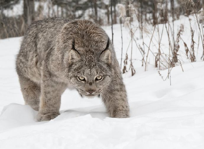 《疯狂动物城2》林雪猁原型加拿大猞猁曝光,大爪专捕雪鞋野兔|哈基米|猎物_新浪新闻