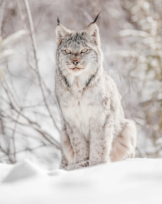 《疯狂动物城2》林雪猁原型加拿大猞猁曝光,大爪专捕雪鞋野兔|哈基米|猎物_新浪新闻