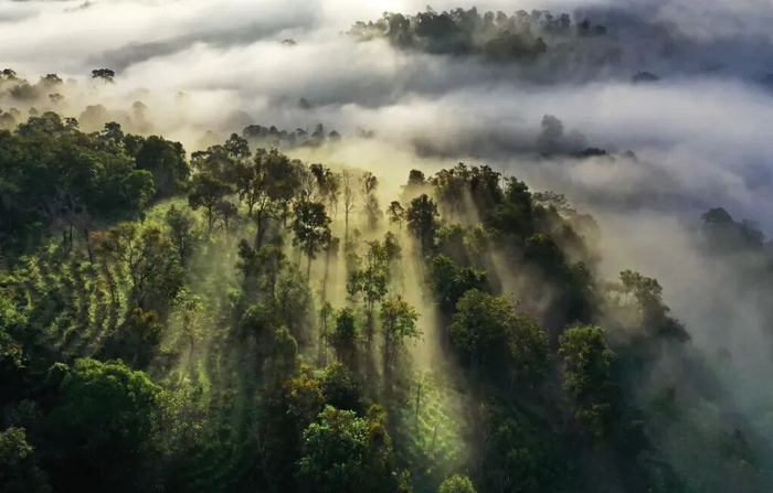 西双版纳十二古茶山之一的攸乐古茶山 薛云 摄
