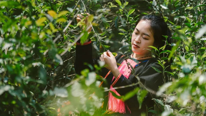 茶农在采茶 查巍 摄