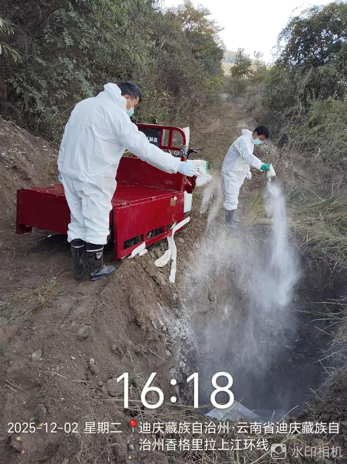 金沙江丽江和香格里拉段漂浮多头死猪,当地:有人悄悄将病死猪扔到江中,已打捞进行无害化处理__财经头条__新浪财经