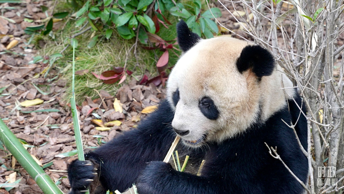 时政新闻眼丨从中法元首会晤的四个“特殊”，读懂大国相处之道