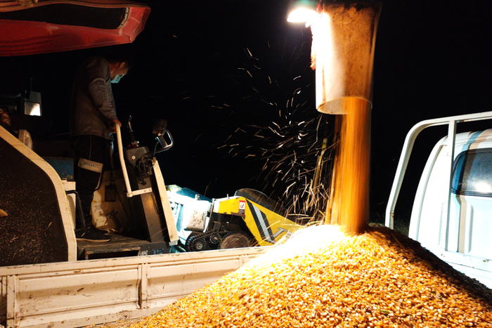运城市芮城县阳城镇组织党员干部争分夺秒连夜抢收，切实保障群众利益。（图片来源：运城市委组织部）