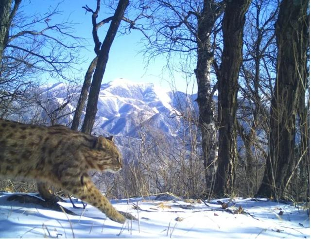 北京山区的野生豹猫（罗述金拍摄）