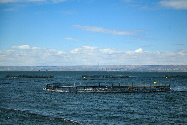 图为龙羊峡水库冷水鱼养殖网箱。新华社记者张龙 摄