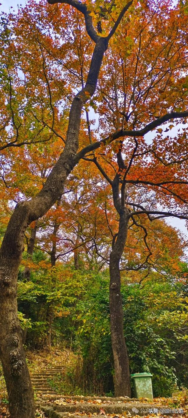 婚期365天免费阅读