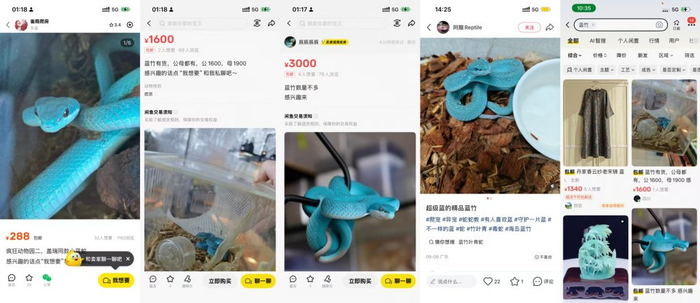 海岛竹叶青在网购平台被公开售卖，价格从几百到数千元不等