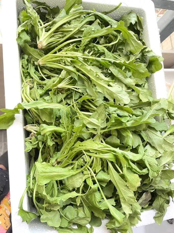 （图/小红书截图）