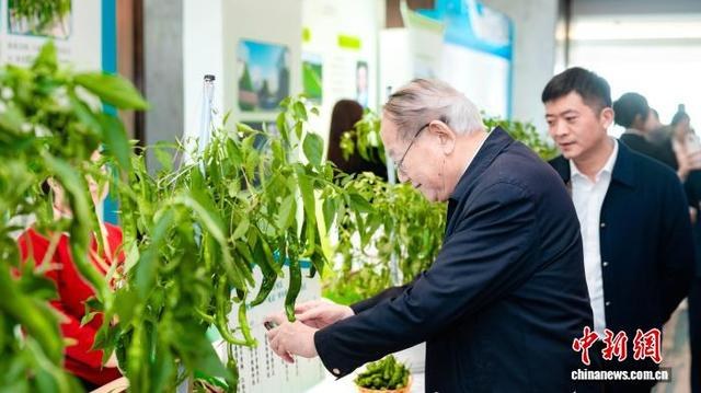 在望城区培育的辣椒品种展示。 望城区委宣传部 供图