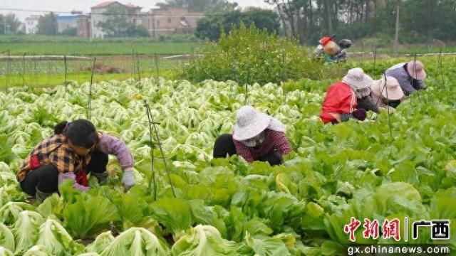 工人正在收割芥菜。岑记华 摄