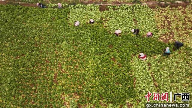 航拍芥菜基地。岑记华 摄