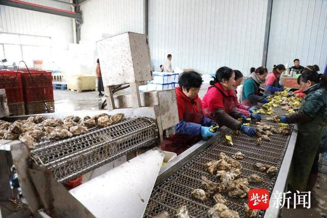 生蚝包装 王文帮 摄