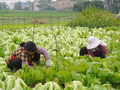 贵港港北区大圩镇：“芥”里丰收“菜”满园