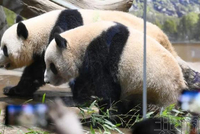 东京上野动物园龙凤胎大熊猫明年1月归还中国