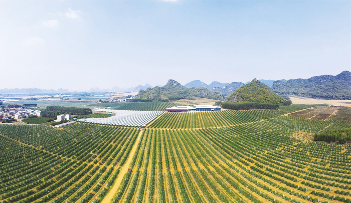     武鸣沃柑规模化种植。    （吕伟 摄）