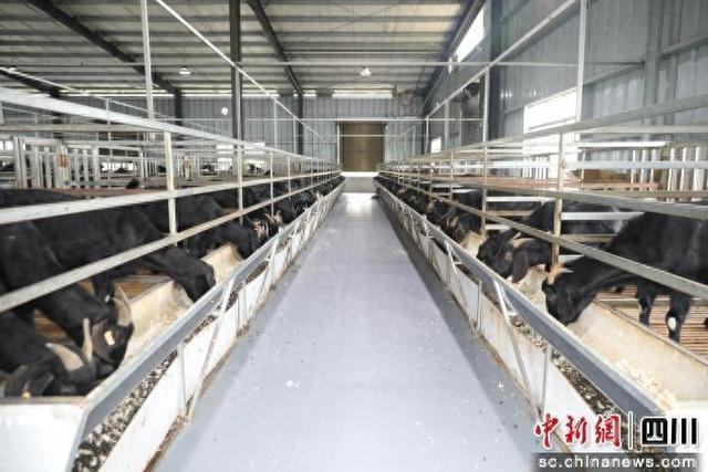 养殖的黑山羊。龙马潭区融媒体中心供图