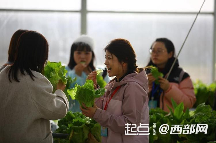 网络名人王菊鹅在品尝十里铺村大棚里种植的生菜。