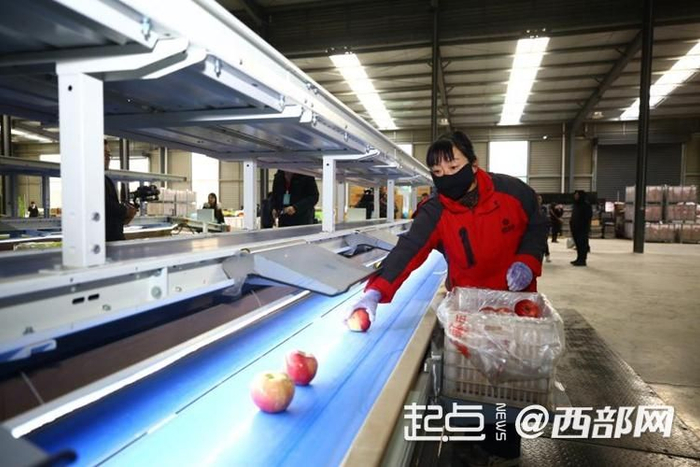 陕西绿资农产品冷链物流加工产业园的智能分选线