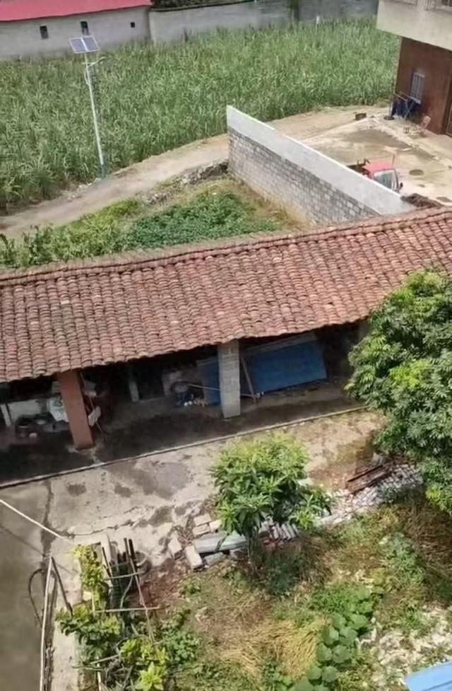 ▲被害人家的菜地与被告人家一墙之隔。受访者供图