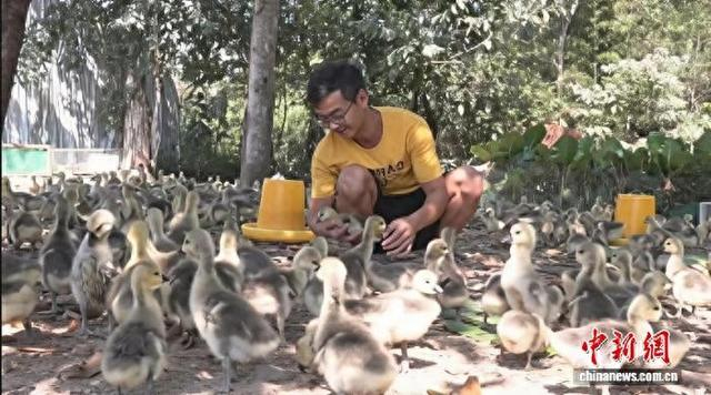 杜太辉正在查看狮头鹅的生长情况。 安远县融媒体中心供图