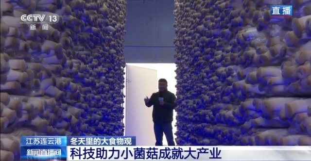 视频丨自主育种+智能生产双轮驱动 小菌菇也做成大产业