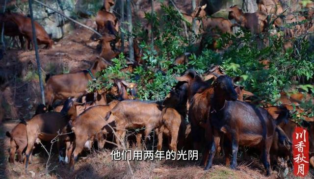 “川香秋月”在南江深山拍摄到的南江黄羊。视频截图