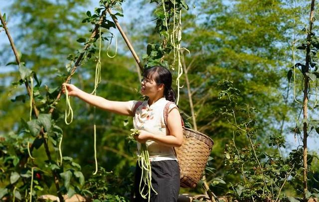 吴秋月在菜园里采摘豇豆。视频截图