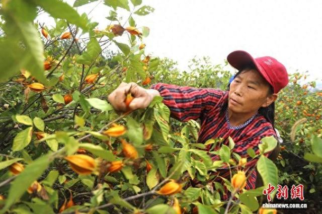 江西安福县甘洛乡黄栀子种植基地，村民忙着采摘黄栀子。安福县委统战部供图
