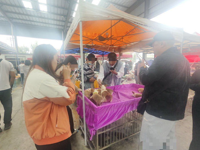 几名主播正在山东老砦镇萌宠市场内围着几只宠物幼犬进行直播。新京报记者 摄