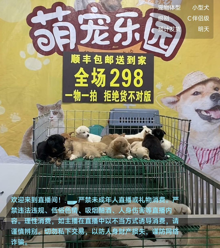 一售卖宠物狗的直播间，将顺丰包邮送到家作为销售噱头。视频截图