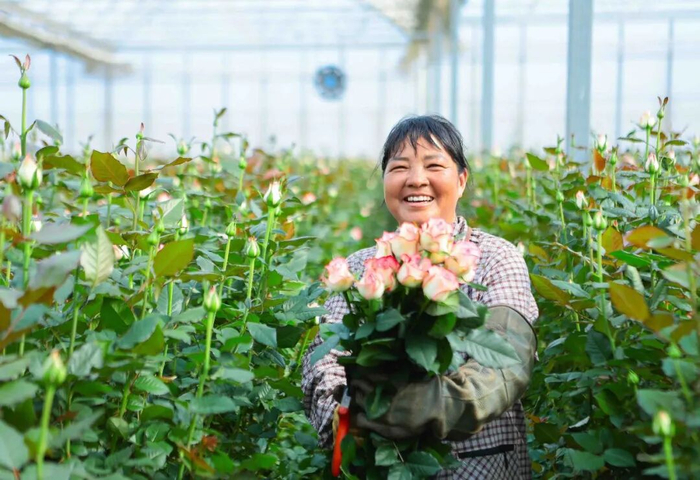 昆明市晋宁区现代花卉产业园里的花农正在采摘鲜花。高吴双 摄