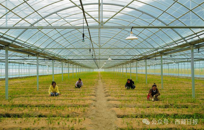 图为米林市帮仲贝母种植基地的员工正在检查贝母长势。记者 丹增群培 摄