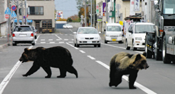 在北海道斜里町，两头熊在街道上游荡。图自日媒