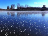 宁夏湿地冬日冰花绽放，王一博歌声伴美景