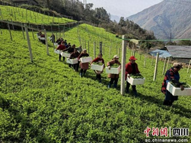 北川坝底乡金山村有机豌豆尖采摘打包现场。 北川县融媒体中心供图