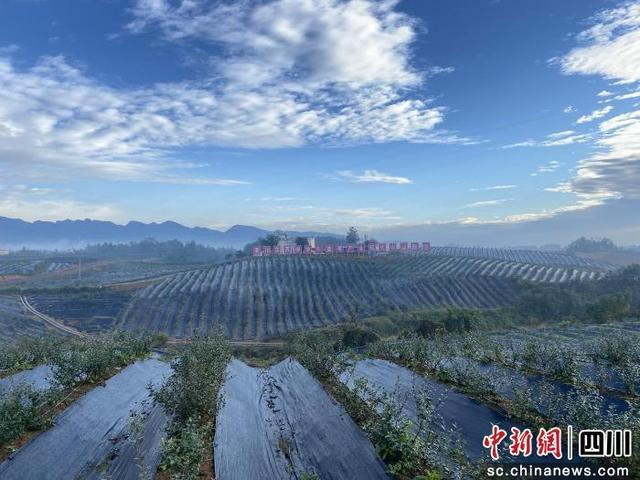 浙川东西部协作蓝莓产业现代农业园区。 北川县融媒体中心供图