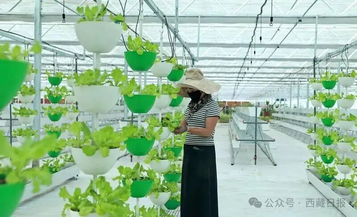 图为拉萨市墨竹工卡县现代农业产业园工作人员正在连栋温室内忙碌。通讯员 洛克 记者 唐斌 摄