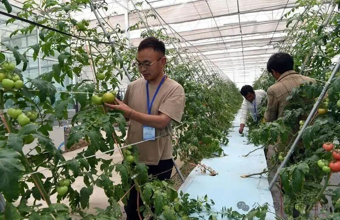 图为浙江援藏乡村振兴产业示范基地4500智能温室内的工作人员正在劳作。记者 洛桑 摄