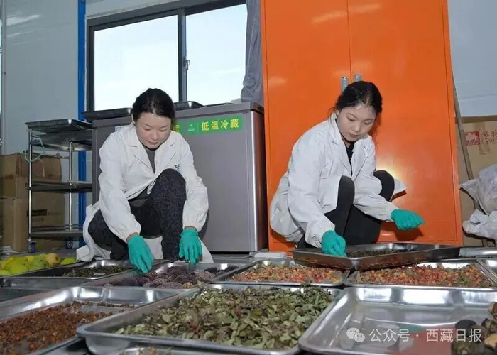 图为西藏藏建物生绿化有限责任公司工作人员正在通过智能色选机筛选种子。记者 王敏 摄
