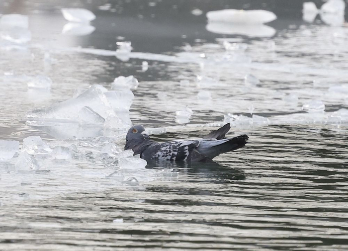 被剪羽的鸽子被抛到冰面
