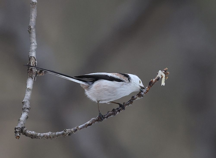北长尾山雀被抹蜂蜜吸引