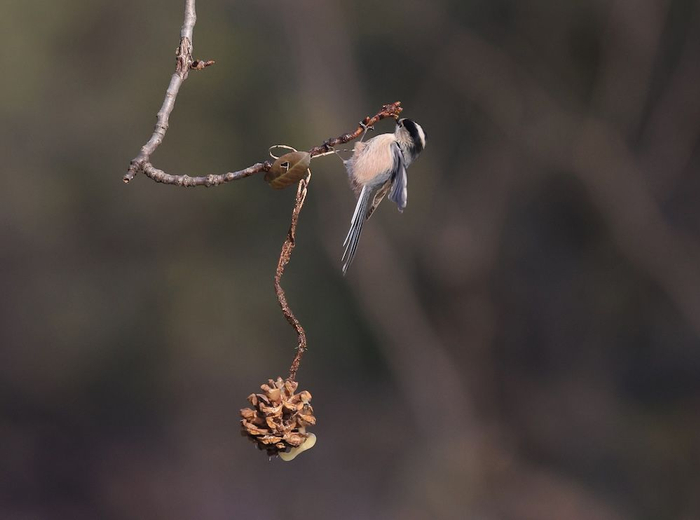 北长尾山雀啄食松球上的蜂蜜